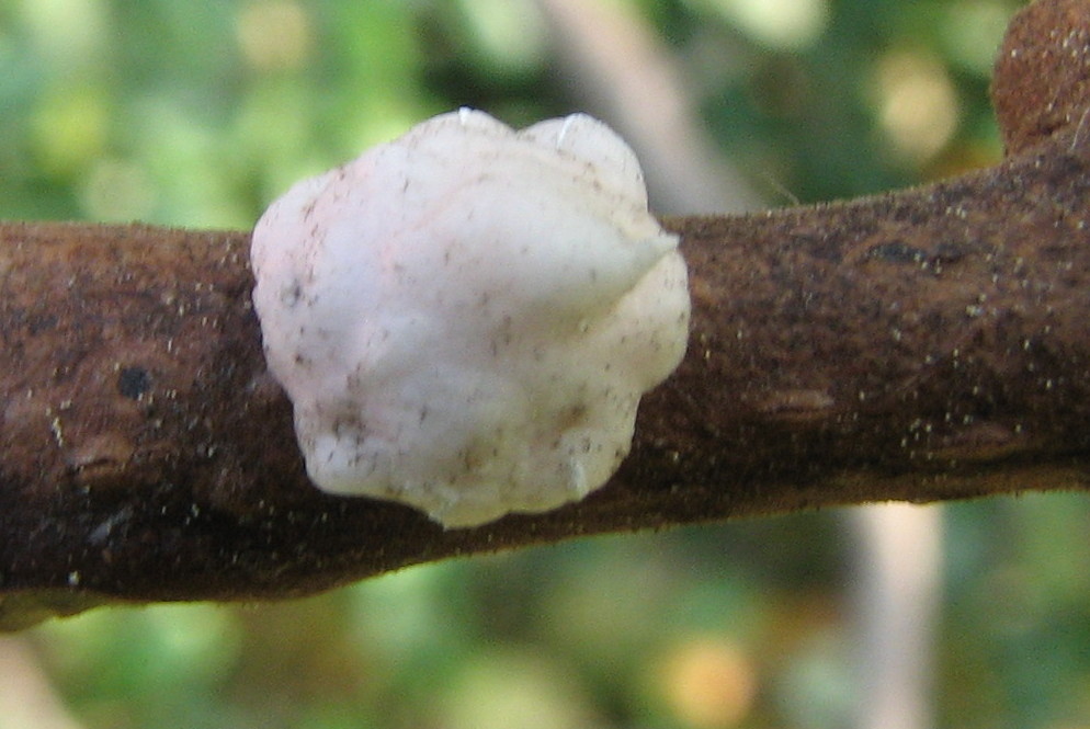 fiocchetto di schiuma bianca...(Ceroplastes)